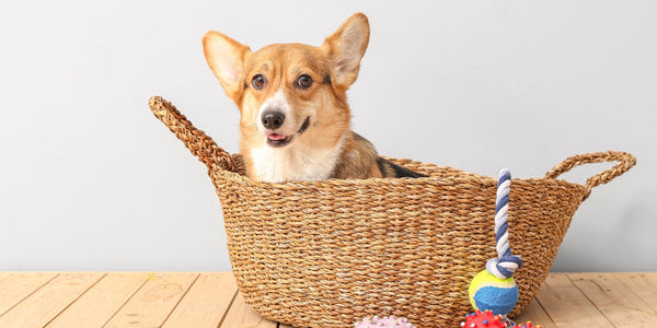 What's hiding in your dog's toy basket?
