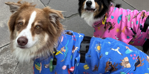 Your dog still wants that walk even in winter