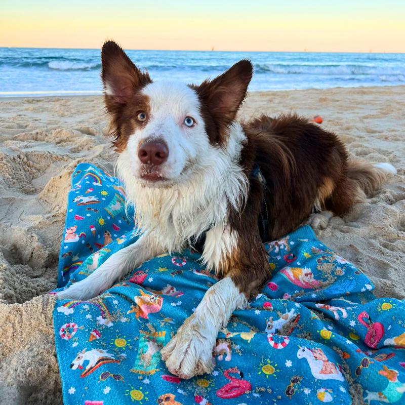 Dog towel, fast drying, lightweight, compact, fur free, sand free, carry bag