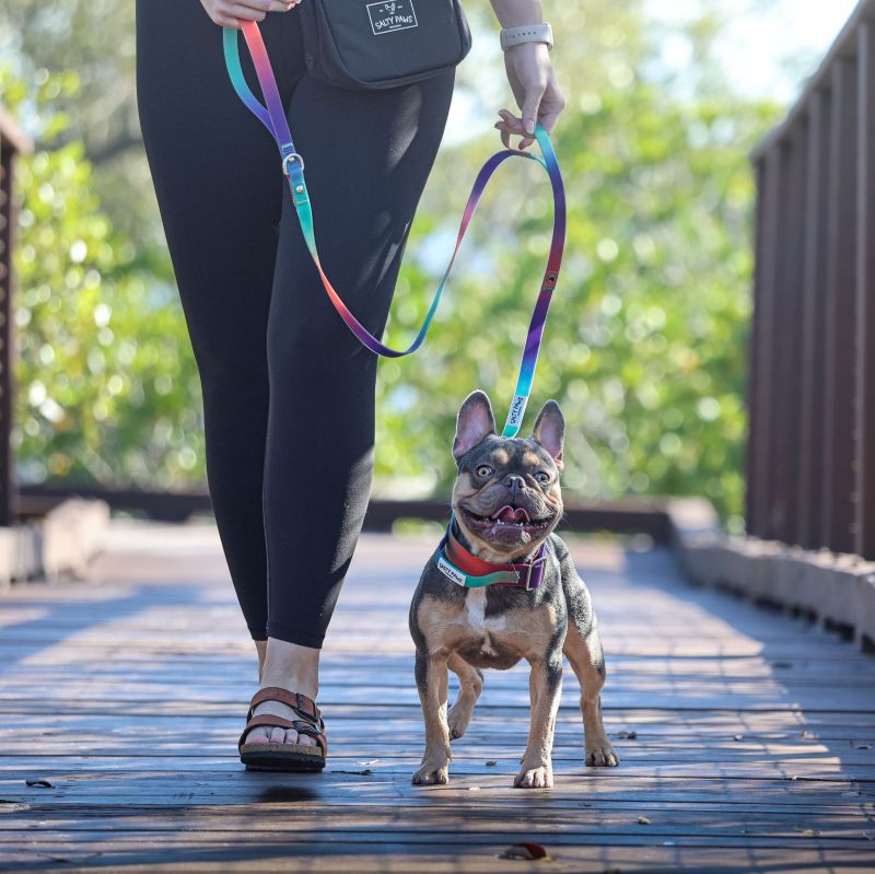 Salty Paws waterproof and tactical dog collars