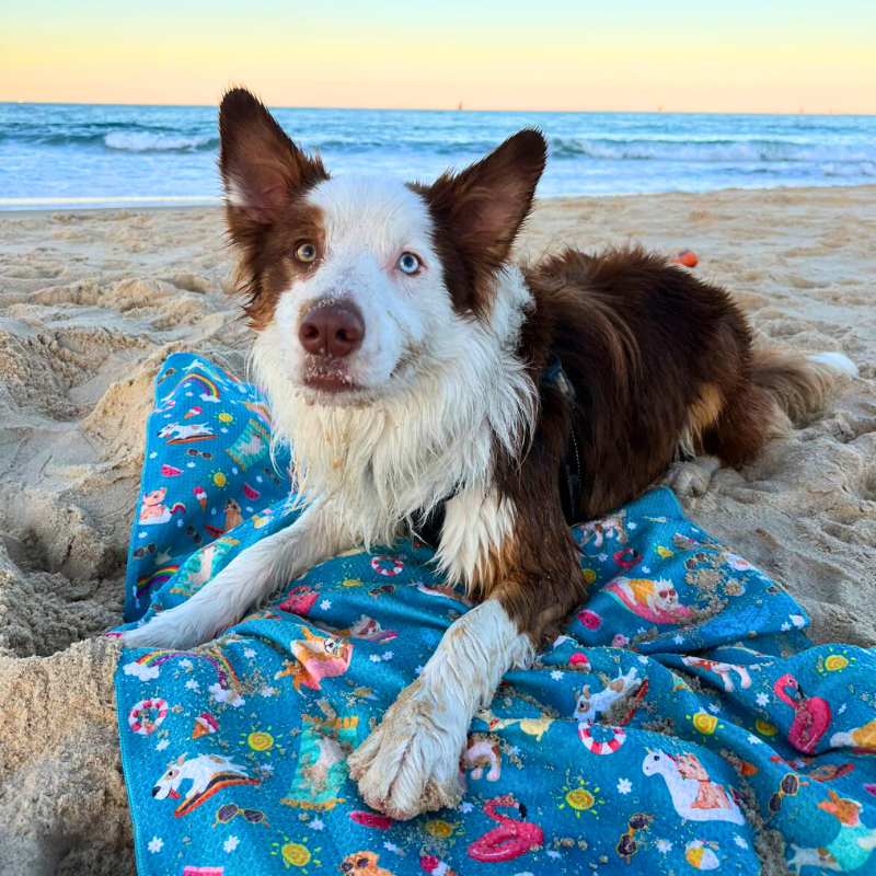 Summer Days Adventure Dog Towel Teal