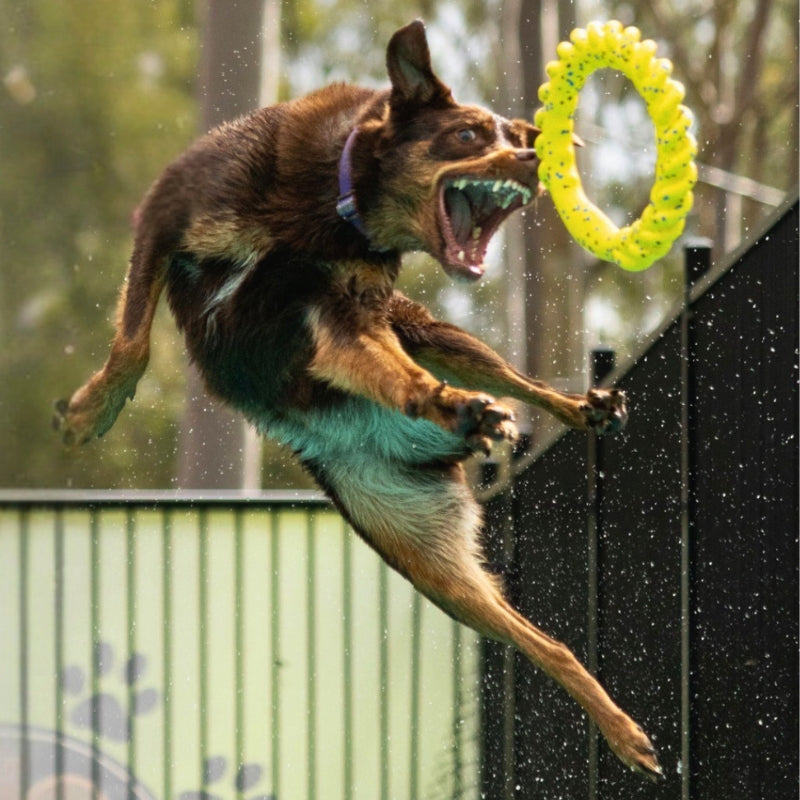 A kelpie dog leaps mid-air to catch a bright yellow ring toy, with water droplets spraying around it in an outdoor setting.