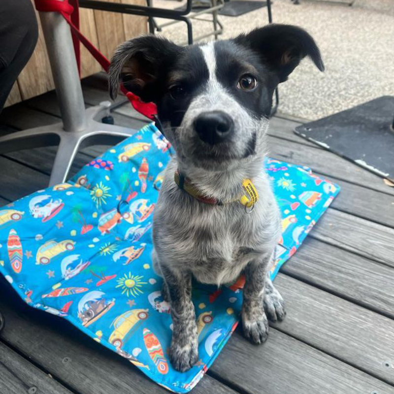 German shorthaired pointer and border collie mix cheap