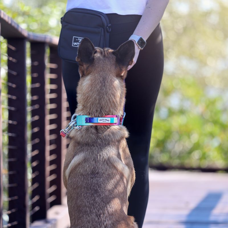 Belgian Malinois sitting beside handler wearing Salty Paws waterproof tactical collar in orange purple green gradient colour
