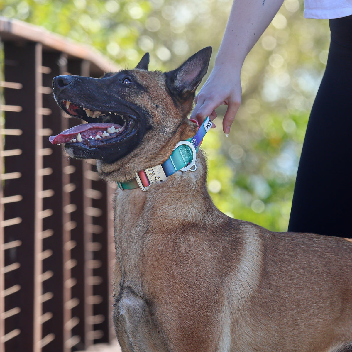 Belgian Malinois wearing Salty Paws waterproof tactical collar while handler grips the collar handle for control