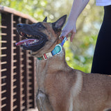 Belgian Malinois wearing Salty Paws waterproof tactical collar while handler grips the collar handle for control