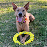 A tan dog lying on green grass outdoors, holding a bright yellow ETPU toy dog ring in front of it. The dog is wearing a colorful beaded collar.