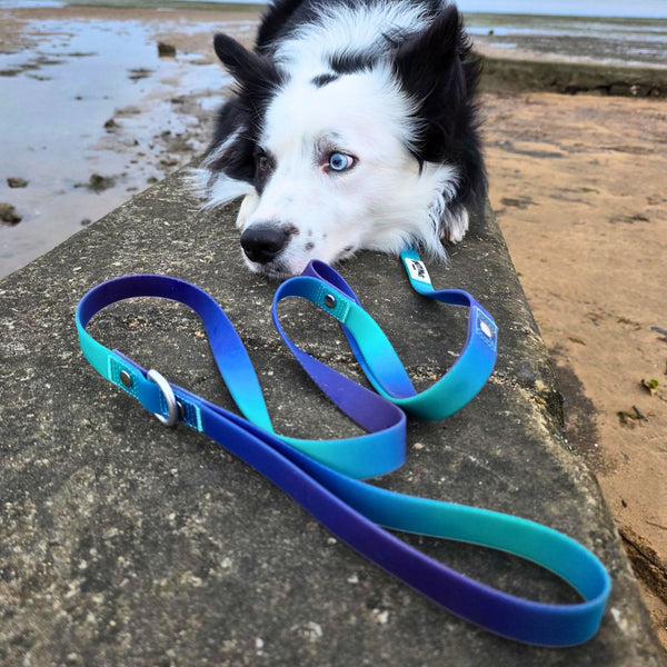 Border collie at the beach with Salty Paws blue purple green gradient dual handle quick release lead