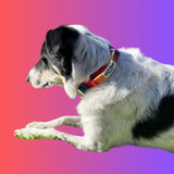 border collie wearing Salty Paws ombré tactical collar in dark rainbow gradient with aluminium hardware