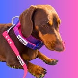 dachshund wearing Salty Paws ombré tactical collar in pink purple gradient with aluminium hardware and matching lead