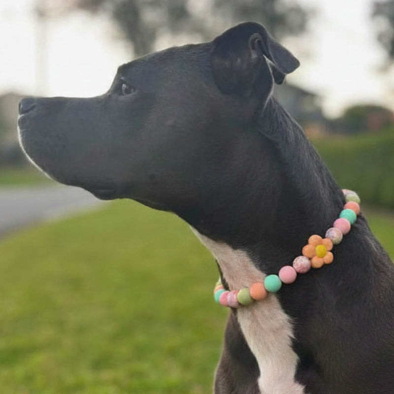 Silicone Beaded Dog Necklace