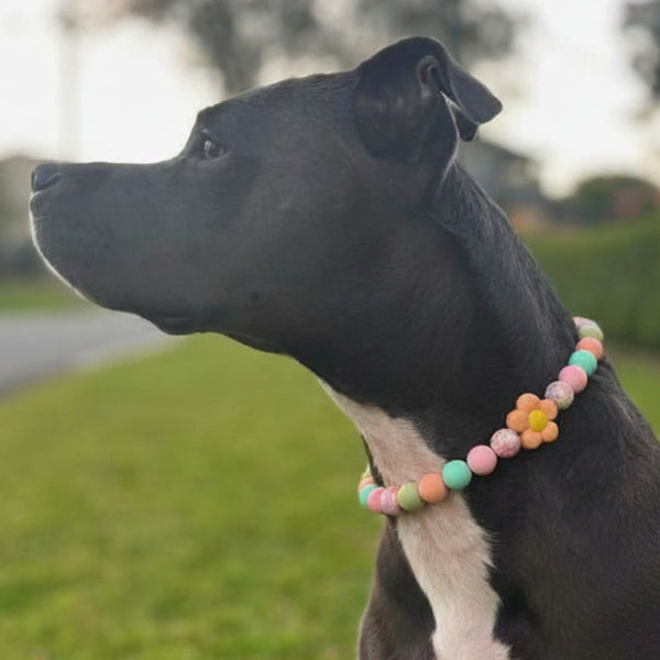Dog wearing a colorful beaded collar with a blurred outdoor background