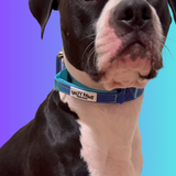 boxer dog wearing Salty Paws ombré tactical collar in blue green gradient with aluminium hardware