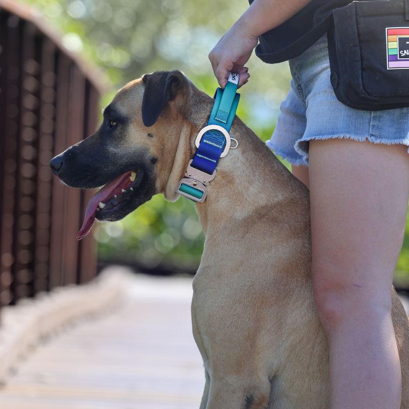 large dog wearing Salty Paws waterproof tactical collar in blue purple green gradient with handler gripping collar handle
