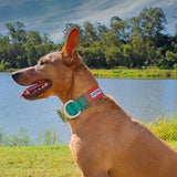 brown dog sitting outdoors by a lake wearing Salty Paws waterproof tactical collar in orange purple green gradient