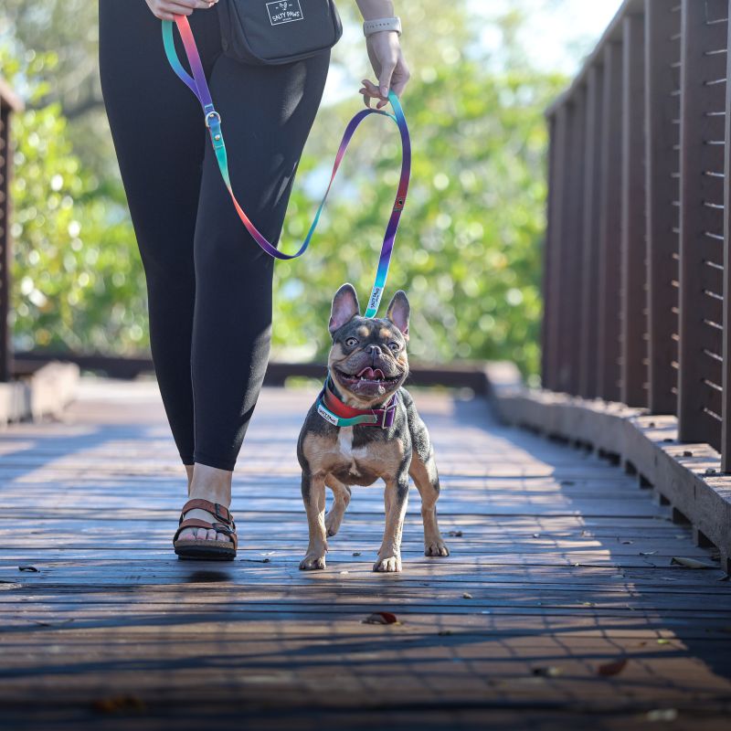 French Bulldog walking on a bridge with owner holding Salty Paws orange purple green gradient dual handle quick release lead