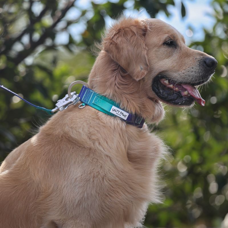 golden retriever wearing Salty Paws waterproof tactical collar in blue purple green gradient