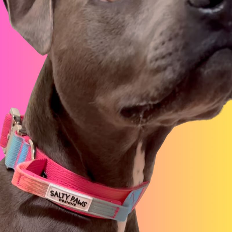 grey dog wearing Salty Paws ombré tactical collar in light rainbow pink gradient with aluminium hardware