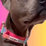 grey dog wearing Salty Paws ombré tactical collar in light rainbow pink gradient with aluminium hardware