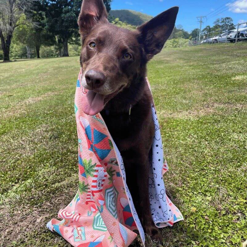 re kelpie at park wrapped in Life's  a Beach dog towel in peach