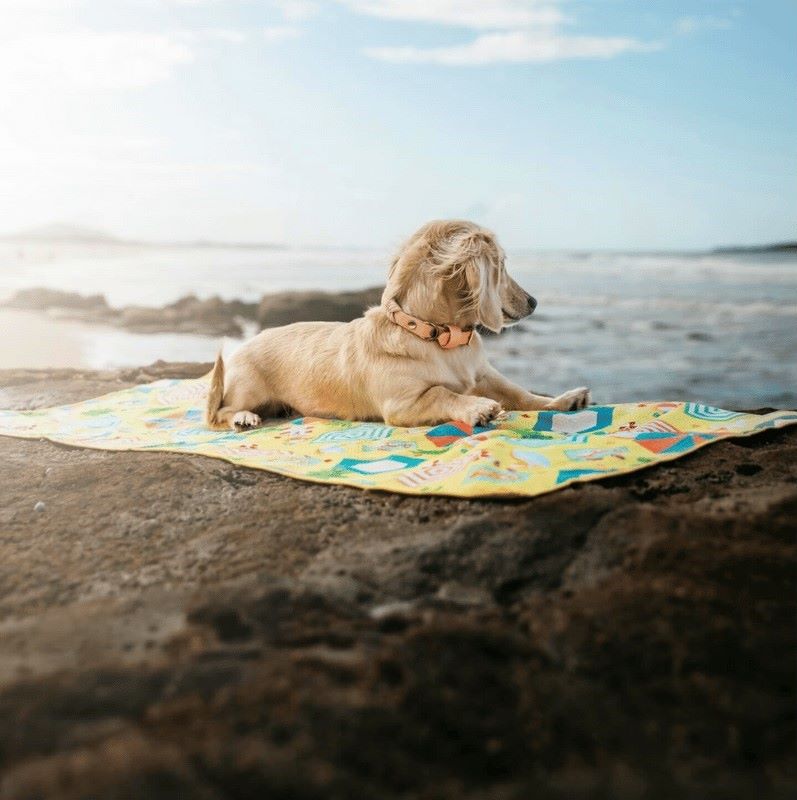 cream dachshund sitting by the ocean on Life's a Beach dog towel in yellow