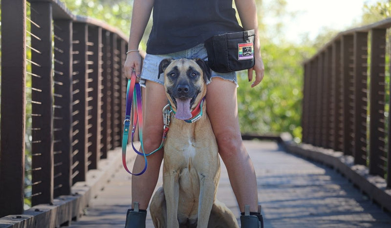 Person with a dog on a leash on a bridge