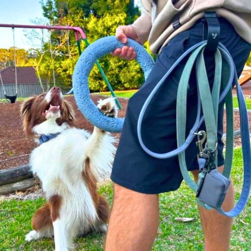 Australian Shepherd looking up at a teal ring toy held in a Salty Paws belt accessory clip