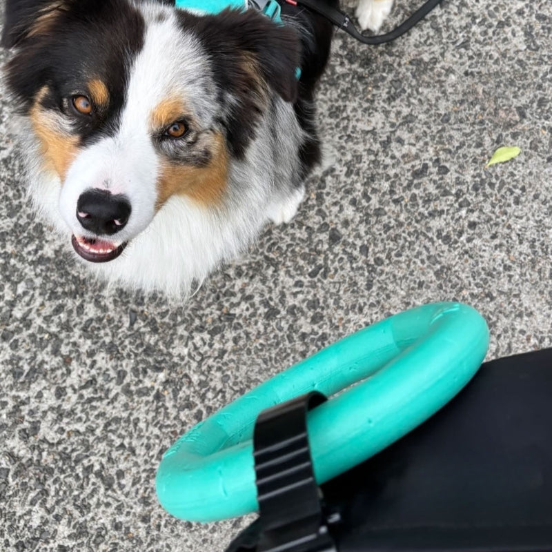 Salty Paws belt accessory clip holding a teal ring toy, clipped to a dog owner's belt