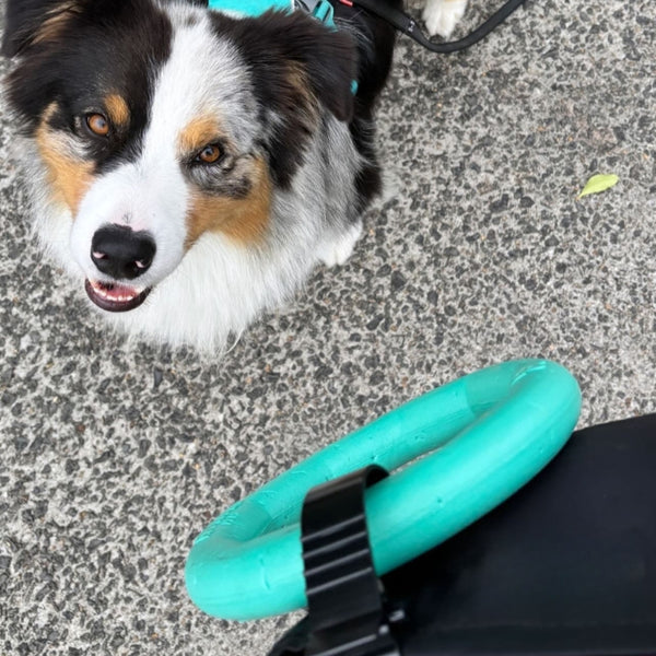 Salty Paws belt accessory clip holding a teal ring toy, clipped to a dog owner's belt