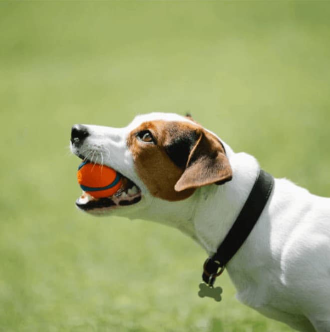 Salty Paws Gift Card. Dog holding an orange ball in its mouth with a green field in the background.