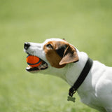 Salty Paws Gift Card. Dog holding an orange ball in its mouth with a green field in the background.