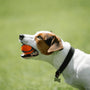 Salty Paws Gift Card. Dog holding an orange ball in its mouth with a green field in the background.
