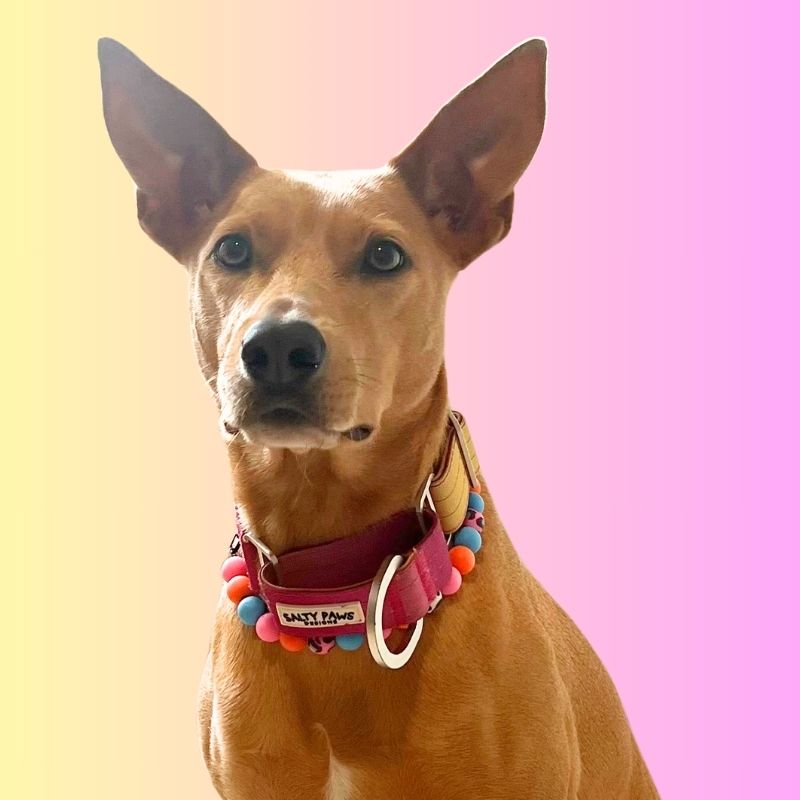 Dog wearing Salty Paws ombre martingale collar in pink and yellow gradient, front portrait view