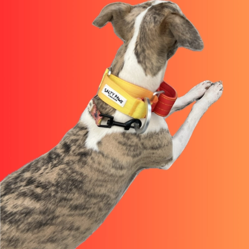 Dog wearing Salty Paws ombre martingale collar in yellow to orange gradient, playful pose