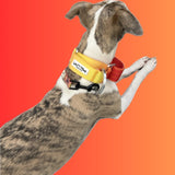 Dog wearing Salty Paws ombre martingale collar in yellow to orange gradient, playful pose