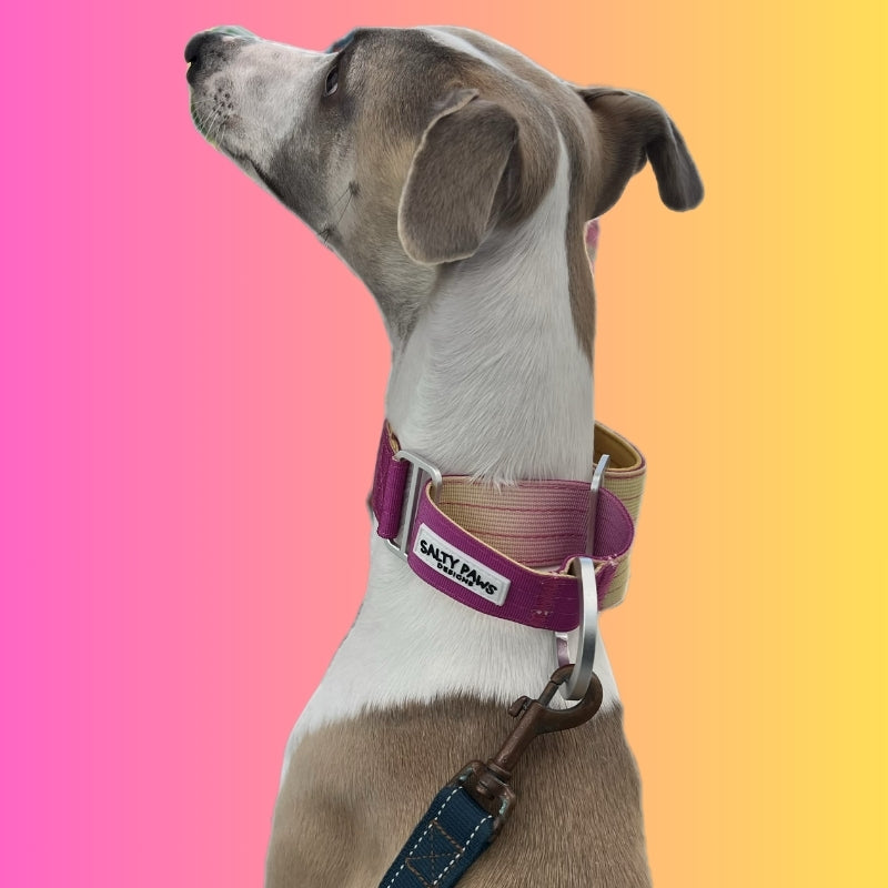 Dog wearing Salty Paws ombre martingale collar in yellow to pink gradient