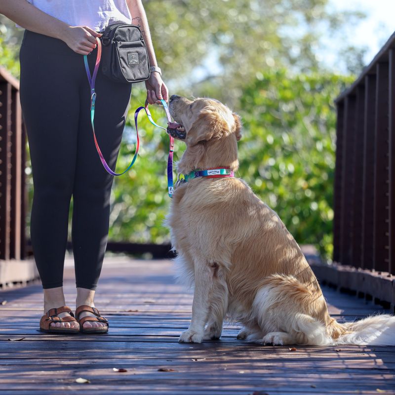 golden retriever sitting on a bridge looking up at owner holding Salty Paws orange purple green gradient dual handle lead