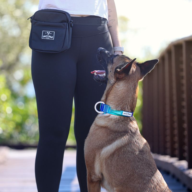 Dog trainer wearing the Salty Paws Original Treat Pouch while training a Belgian Malinois, black, worn on waist