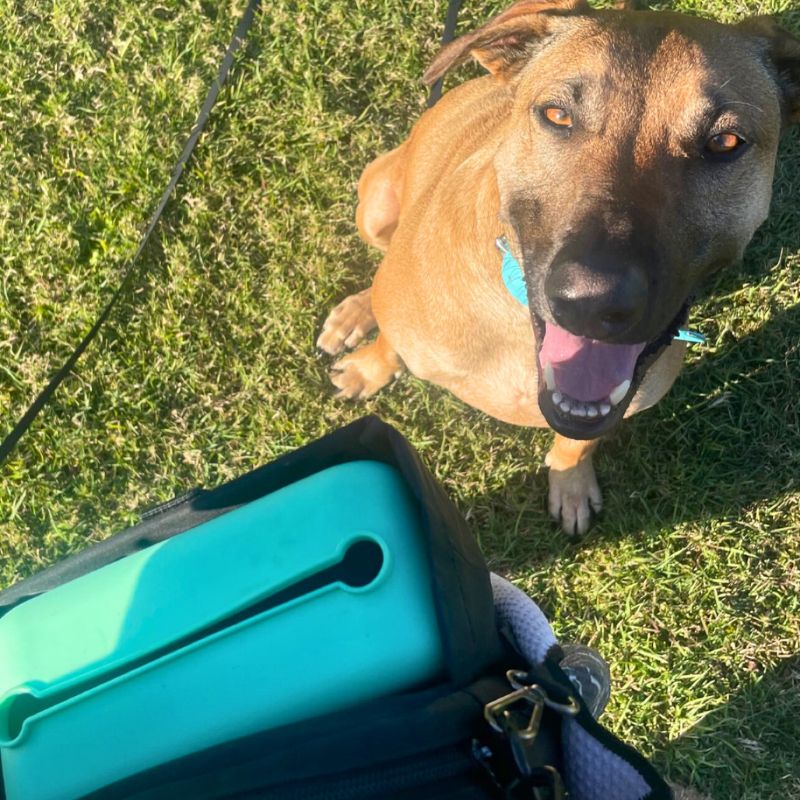 dog on grass during training session with Salty Paws Silicone Treat Pouch in mint
