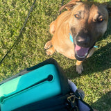 dog on grass during training session with Salty Paws Silicone Treat Pouch in mint