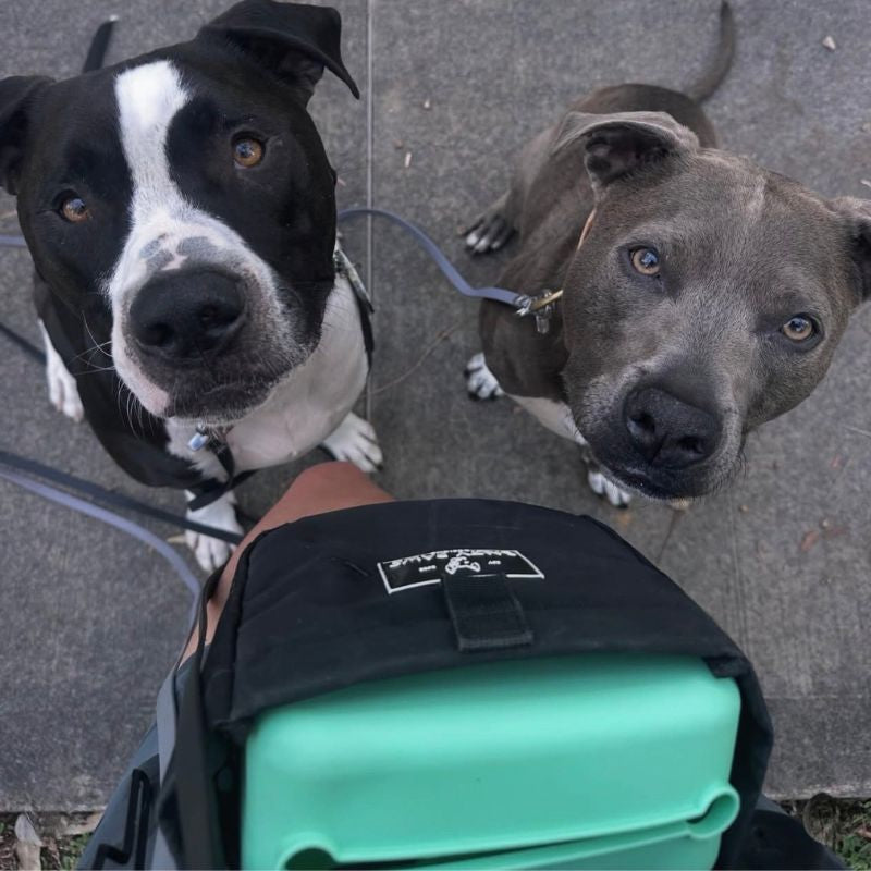 two dogs looking up at owner during training with Salty Paws Silicone Treat Pouch