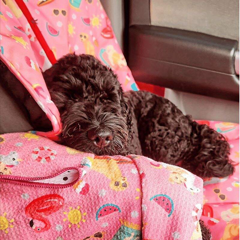 Curly dark dog wrapped in Salty Paws Summer Days Adventure Dog Towel in pink inside a car