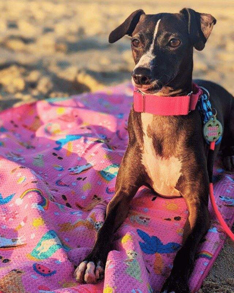 Dog lying on Salty Paws Summer Days Adventure Dog Towel in pink on sandy beach