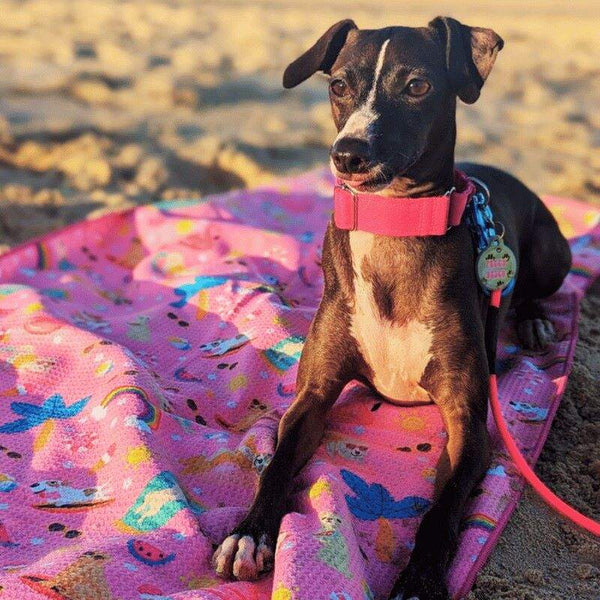 Dog lying on Salty Paws Summer Days Adventure Dog Towel in pink on sandy beach