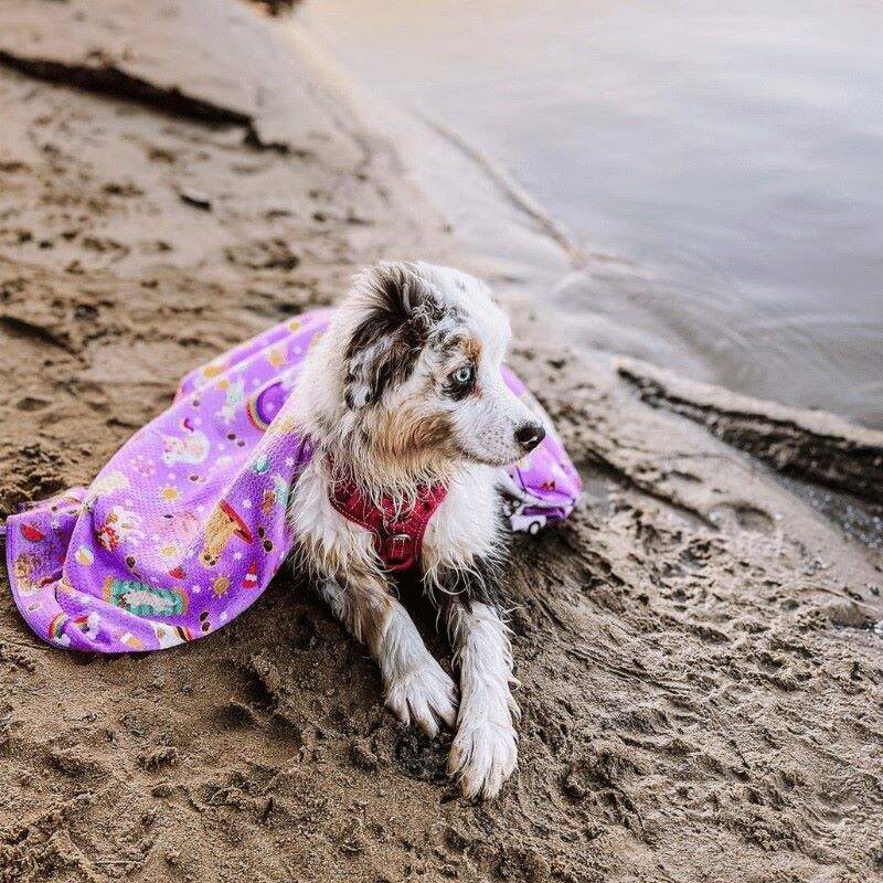 Australian Shepherd wrapped in Salty Paws Summer Days Adventure Dog Towel in purple lying on sandy beach