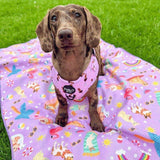 Dachshund sitting on Salty Paws Summer Days Adventure Dog Towel in purple on green grass