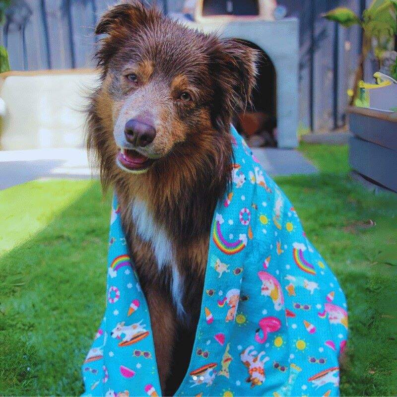 Dog wrapped in Salty Paws Summer Days Adventure Dog Bath Towel in teal sitting on grass after bath