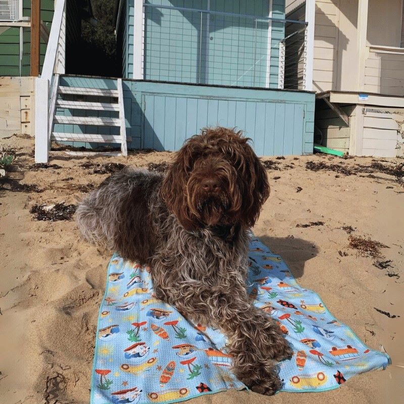 Labradoodle sitting on Salty Paws Surf's Up Adventure Dog Towel in mint on sandy beach