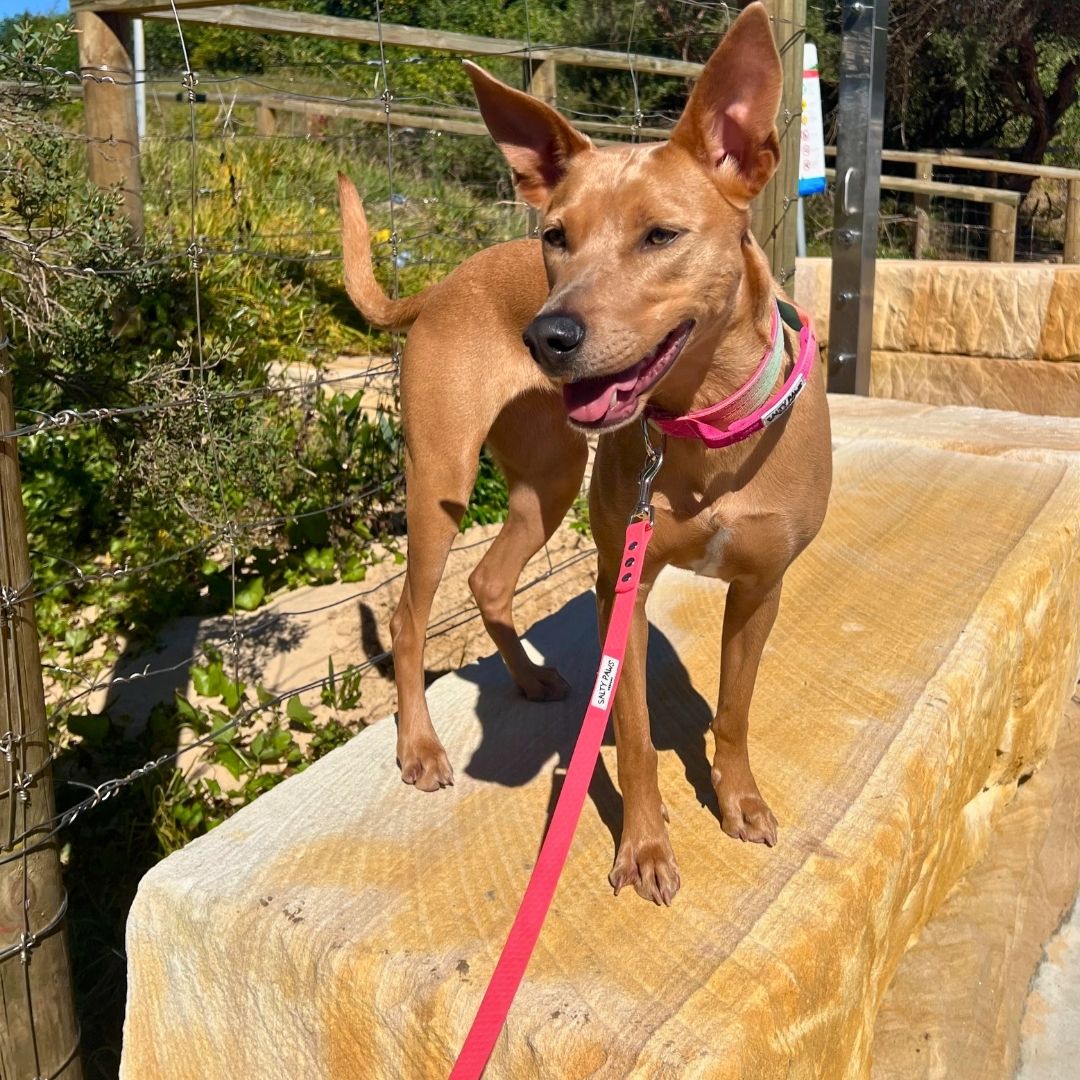 Dog wearing Salty Paws waterproof lead in coral on outdoor walk, standing on stone wall