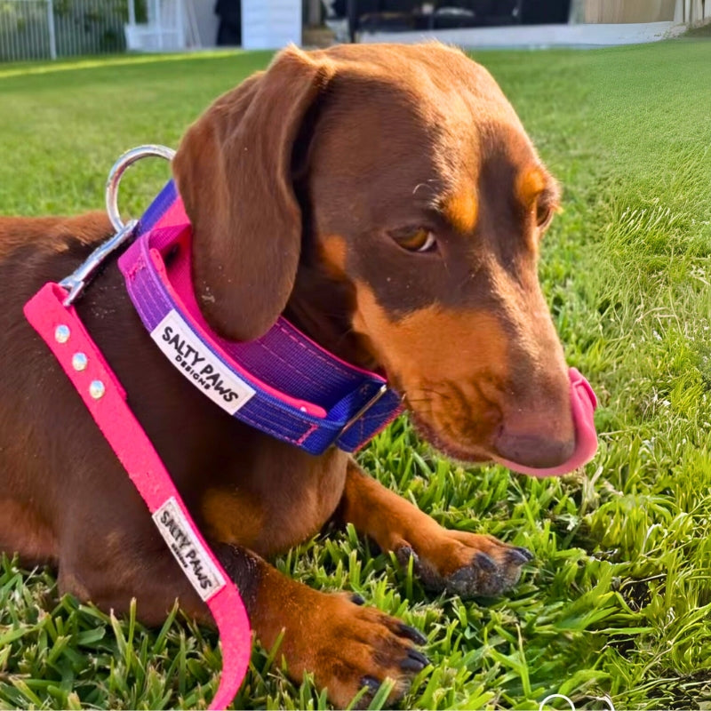 Dachshund on grass wearing Salty Paws waterproof dog lead hot pink